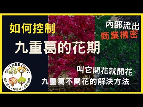 九重葛 風水|九重葛風水擺設指南：招財旺運，避開騰蛇勾絞煞 